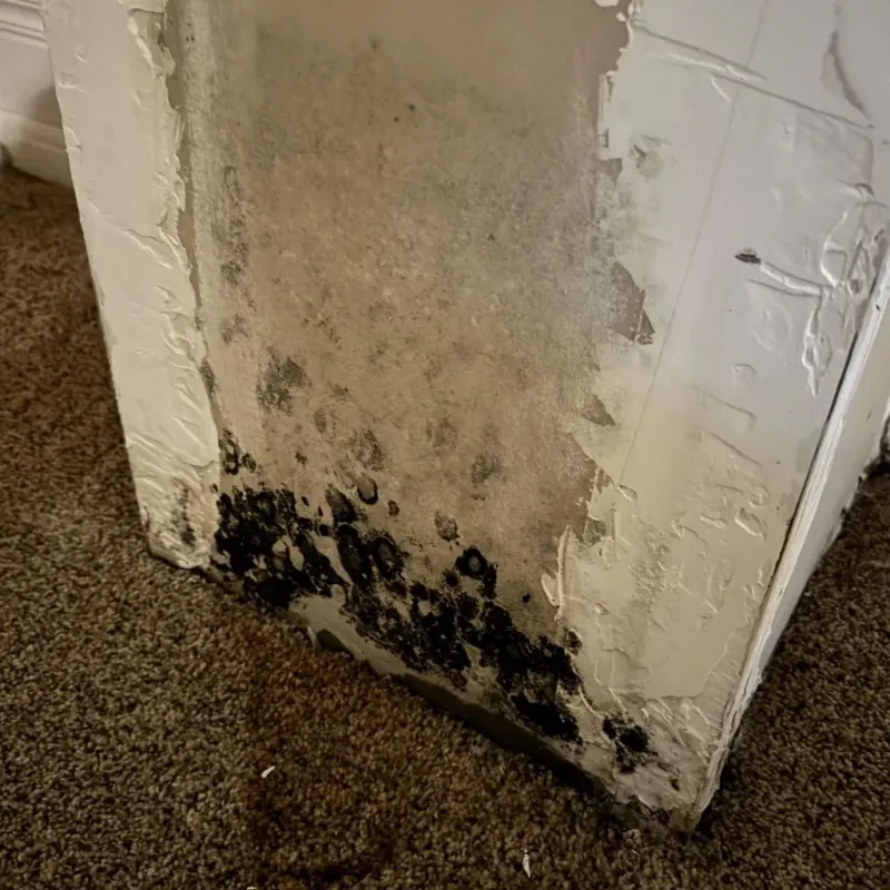 Professional Mold Removal in Denison, TX